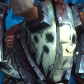Worgen