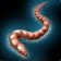 47" Tapeworm