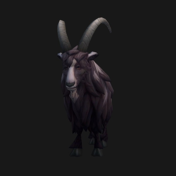 Black Bengal Goat