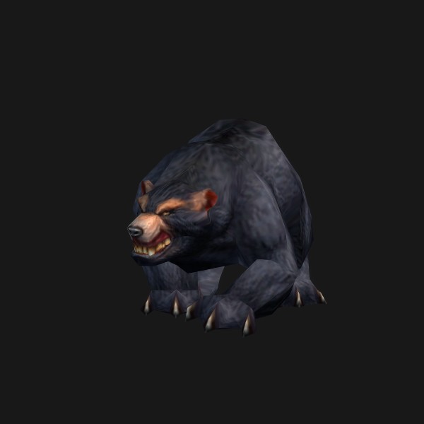 Black Bear