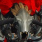 Donnerkopf