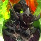 Acirox