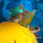 Icejuice avatar