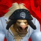 Busschafören avatar