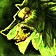 Loup redoutable infernal