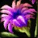 Sonnenstrahlblumen