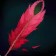 Fine Razorwing Quill