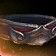 Wild Plains Belt
