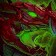 Grande tortue-dragon rouge