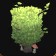 Haie de jardin luxuriant