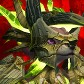 Splush avatar