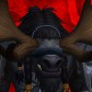 Druvido avatar