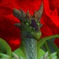 Phahceuwee avatar