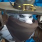 Worgstar avatar