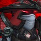 Arlywren