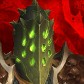 Marystavia avatar