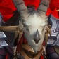 Cownniving