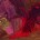 Darkheart Thicket