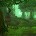Verdant Wilds