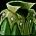 Vestments of the Oracle