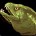 Stonescale Eel