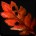 Kelp de sangre