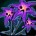 Plaguebloom x2