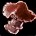 Getrockneter Königsboletus