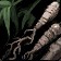 Deep Roots
