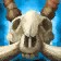 An Antlered Skull