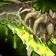 Venomous Boneglaive icon