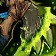Strongblood's Ceremonial Cleaver icon