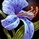 Talador Orchid