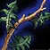 Blindweed Stem