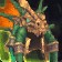 Fierce Gladiator's Chain Helm icon