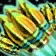 Large Yellow Rocket Cluster
