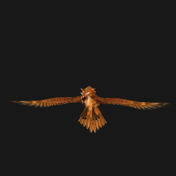 Fjord Hawk