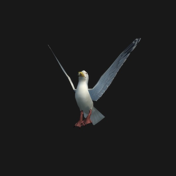 Gilded Tern