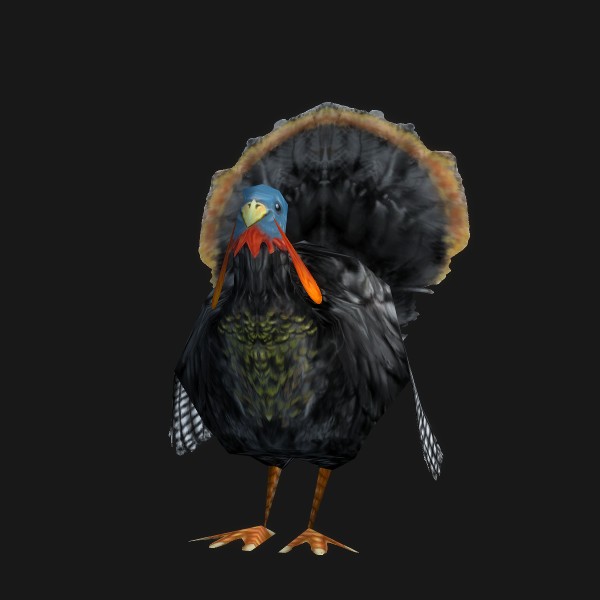 Highlands Turkey
