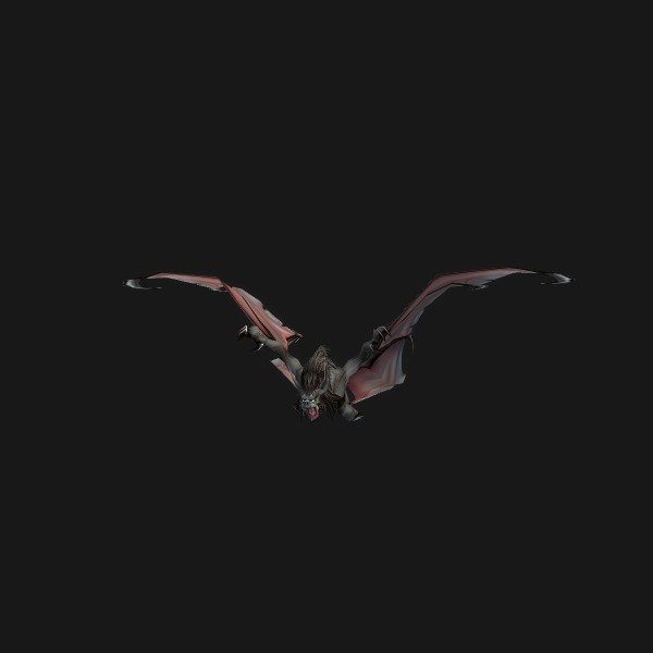 Hog-Nosed Bat