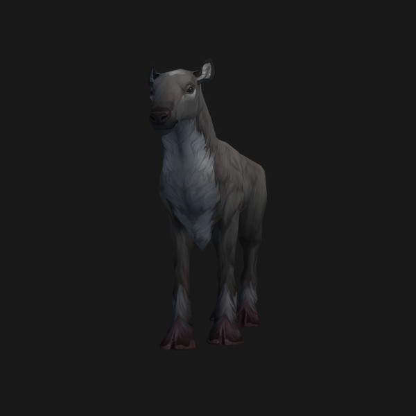 Grey Tailed Doe