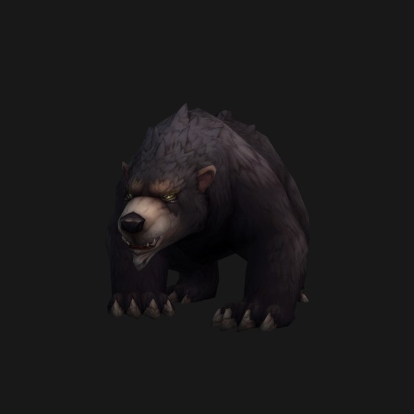 Grizzled Black Bear