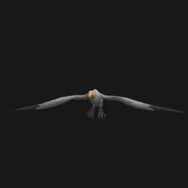 Honey-Crazed Gull